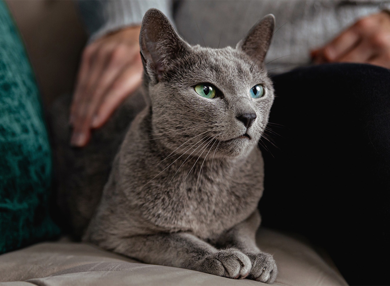 Comprenez le comportement et la personnalité de votre chat