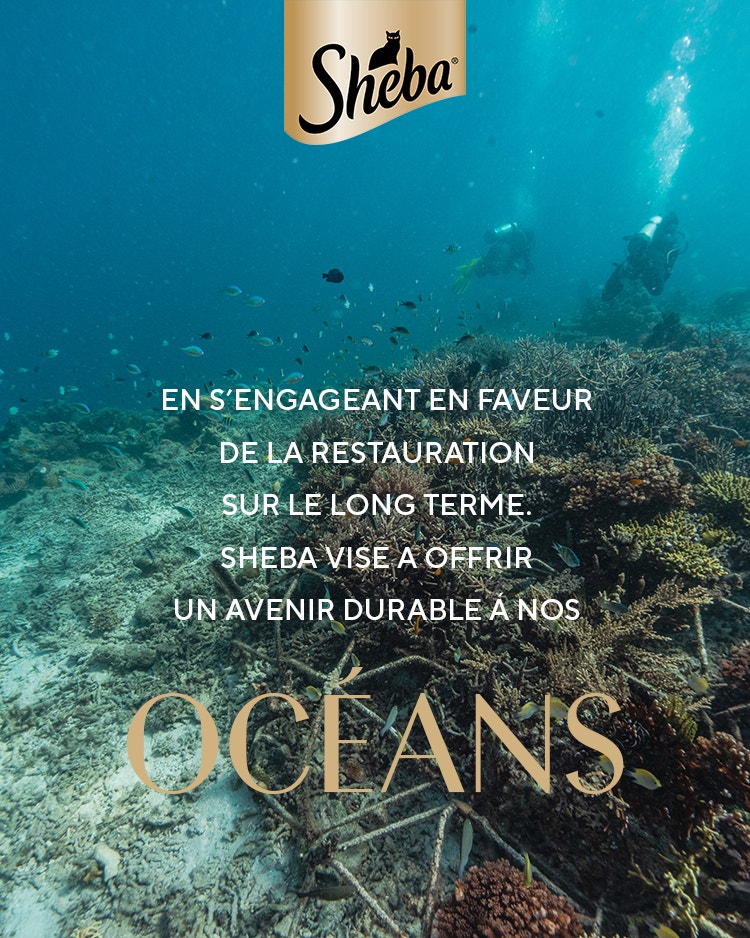 oceans
