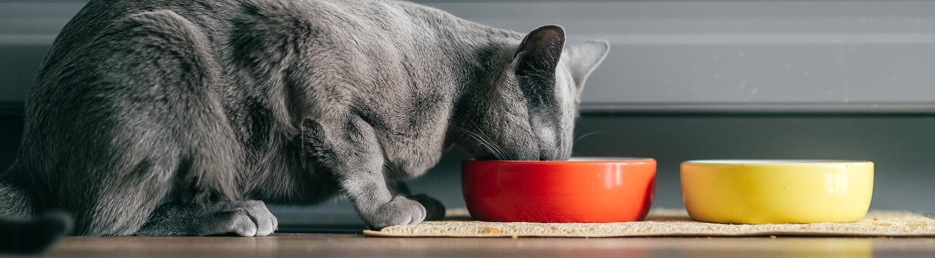 Nourriture humide: tous les avantages pour votre chat et sa santé