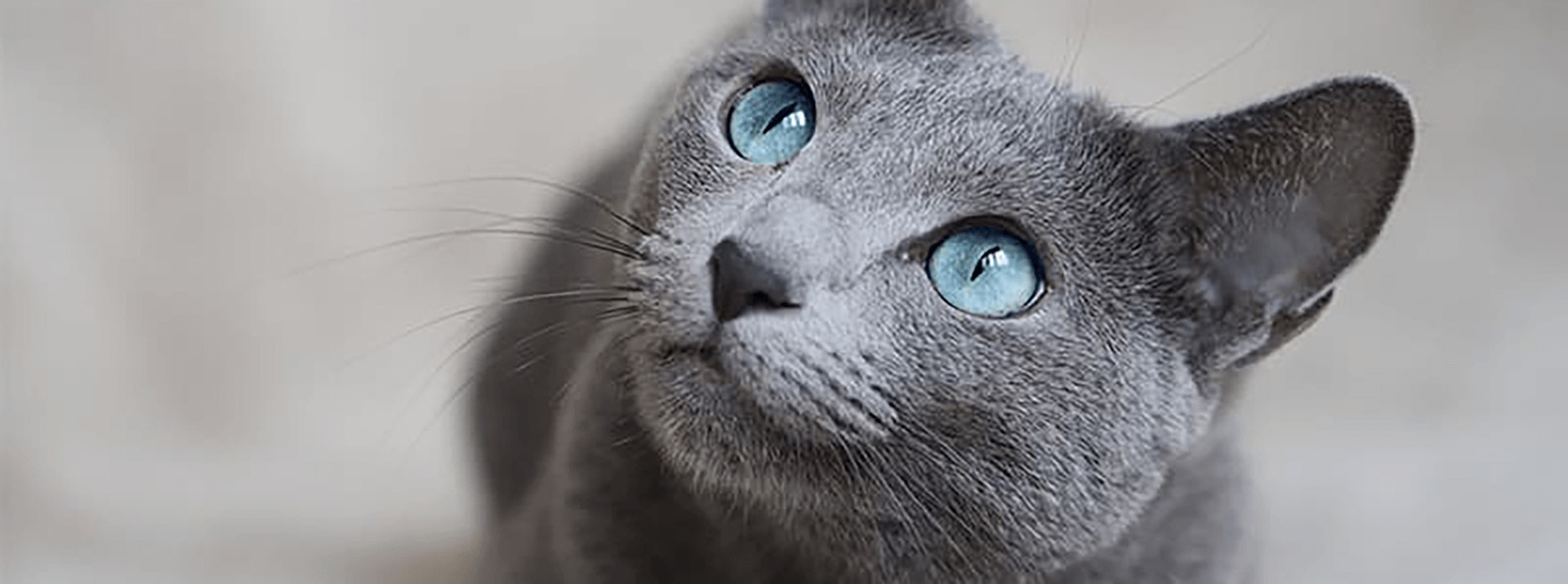 sheba looking up gray russian blue