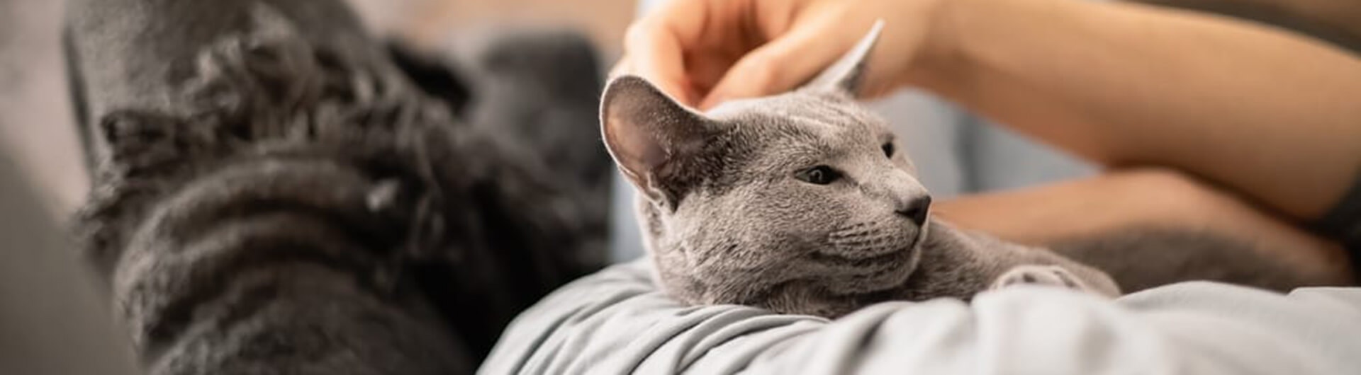 Mon chat dort sur moi. Pourquoi et que faire ?