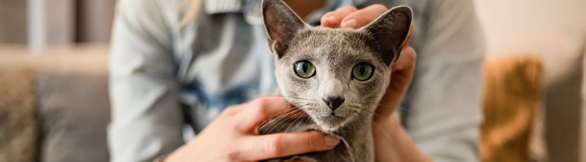  Quelle est l’espérance de vie d’un chat ?