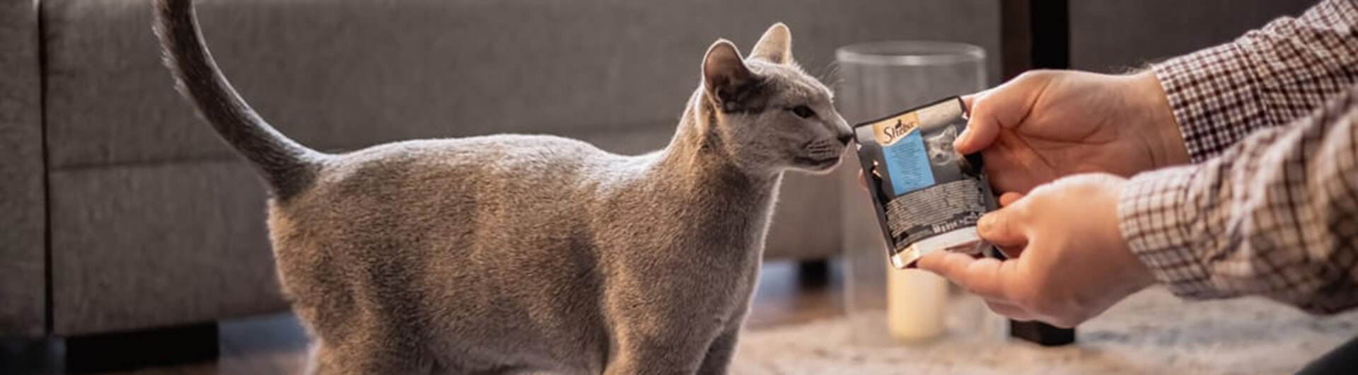 Que mangent les chats ? Comment et quand les nourrir