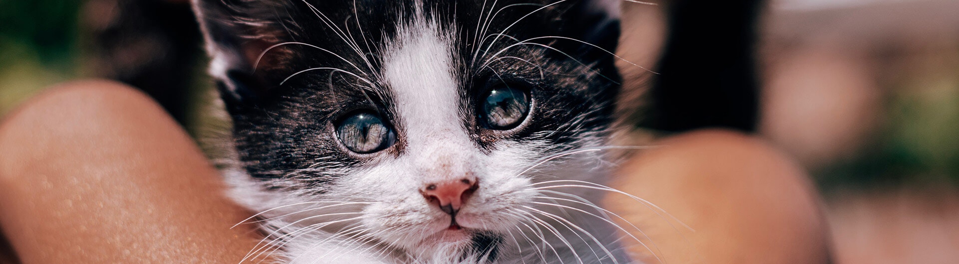 Comment s'occuper d'un chaton