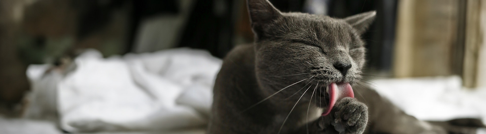 grey cat licking paw