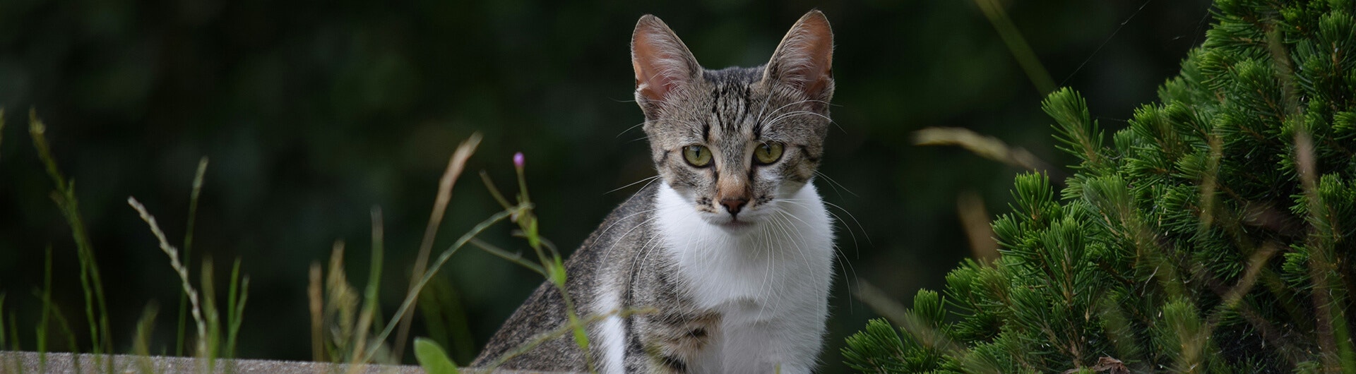 Chat gris et blanc dans un jardin à côté d'un arbuste