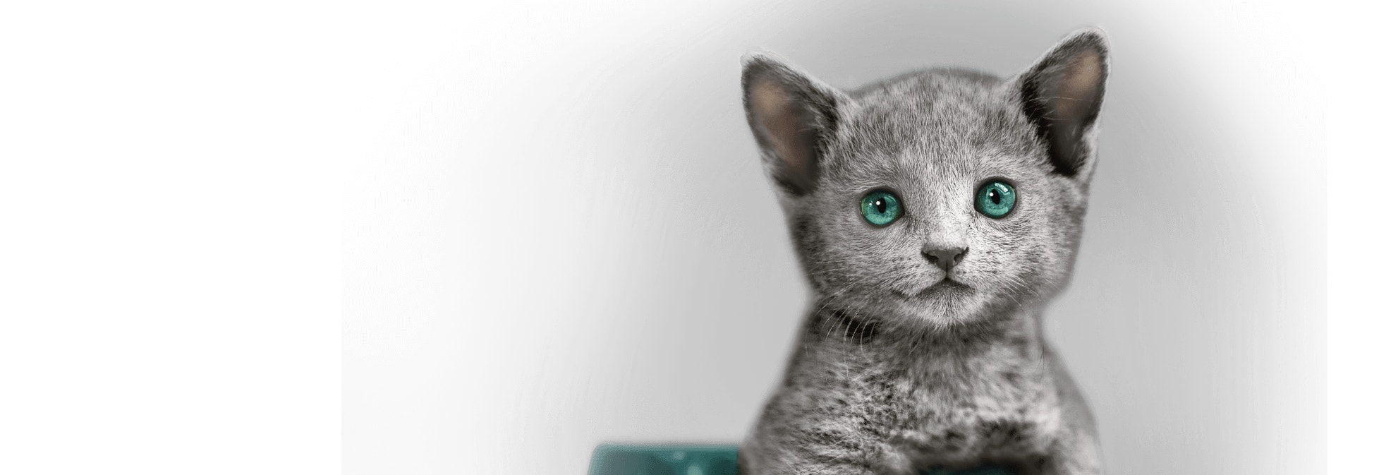 Formulé pour les chatons