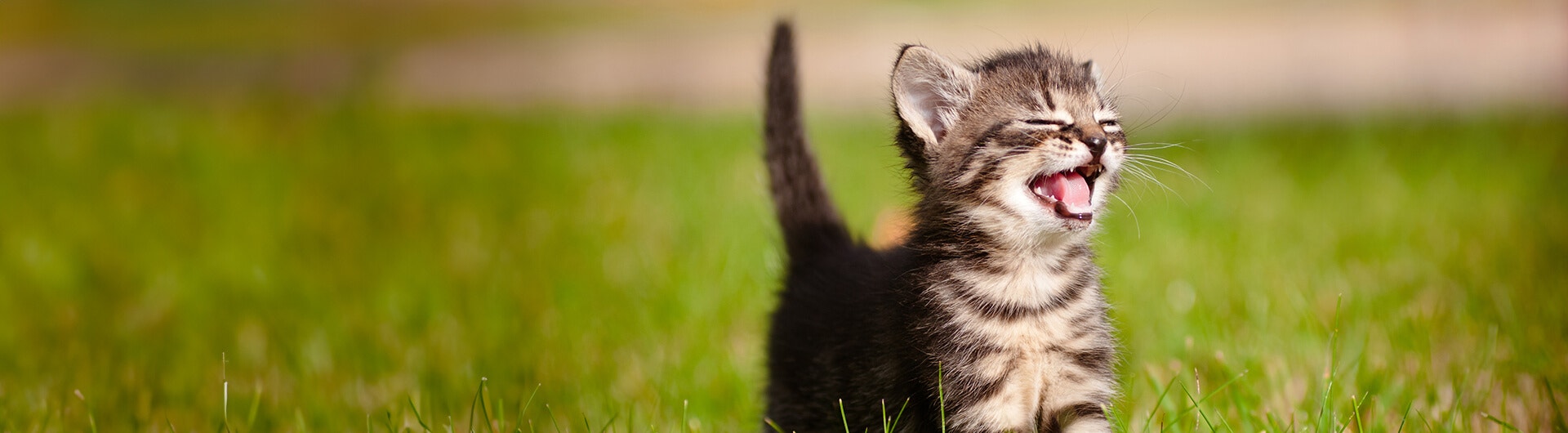 Cat in the grass meowing
