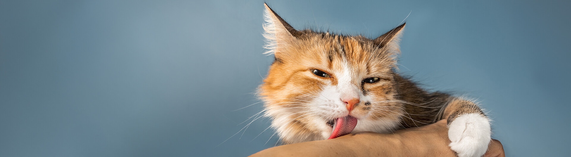 chat léchant son propriétaire