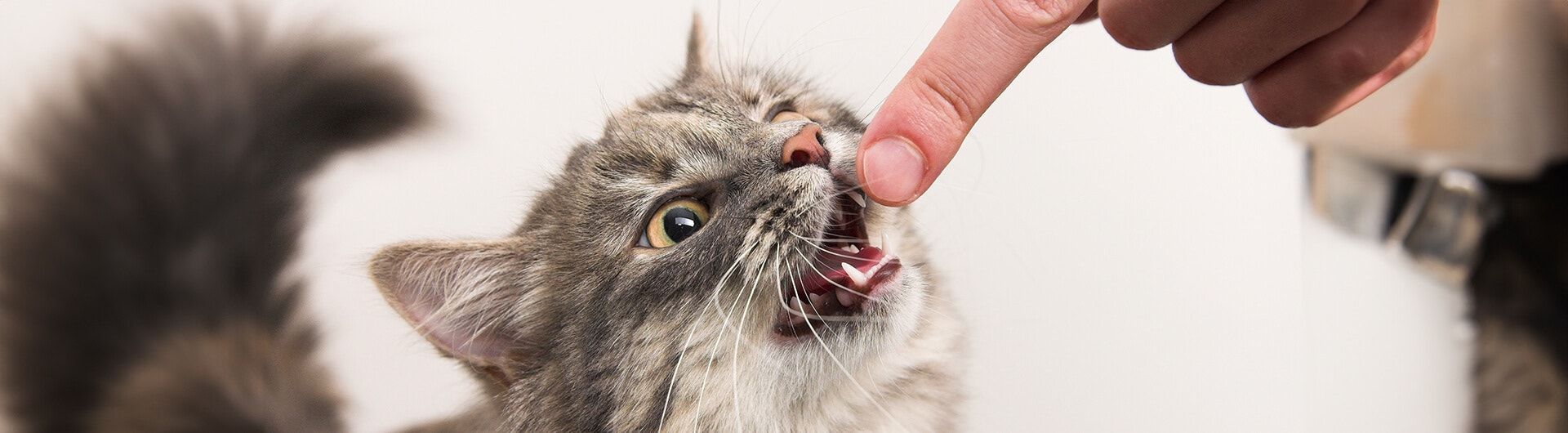 grey cat with mouth open near human finger