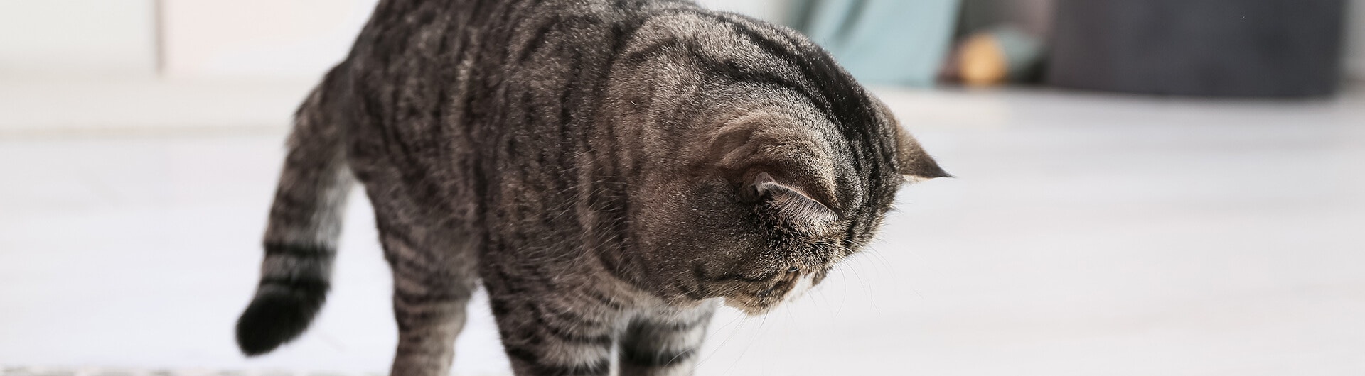 grey and black cat stood next to a wet patch on the floor