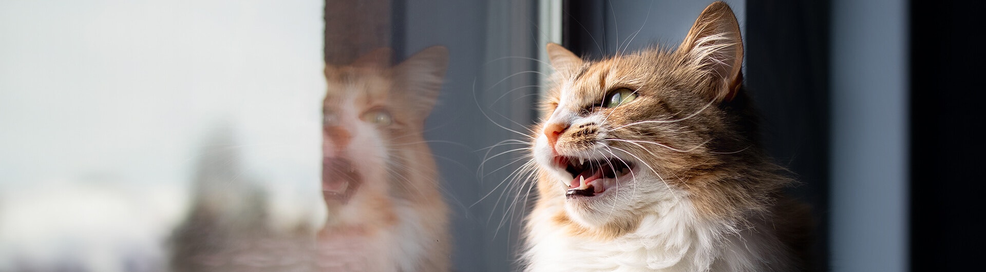 brown and white cat looks out the window