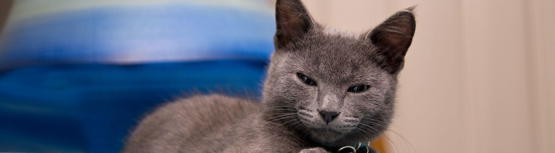 chat domestique à poil court grincheux