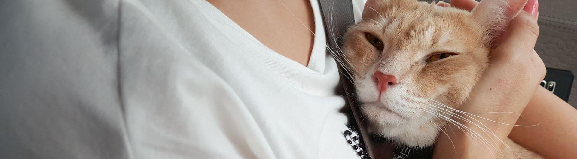 chat s'accrochant à son propriétaire