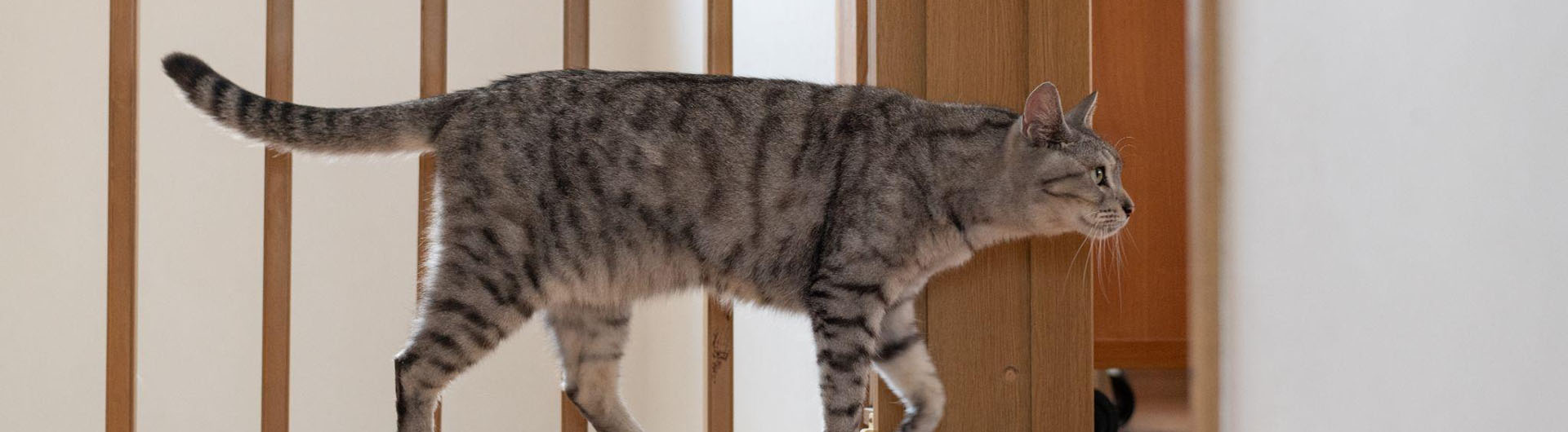 Joli chat domestique se promenant dans la pièce