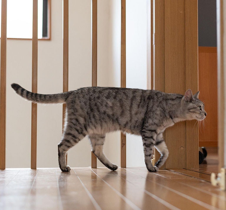 Joli chat domestique se promenant dans la pièce