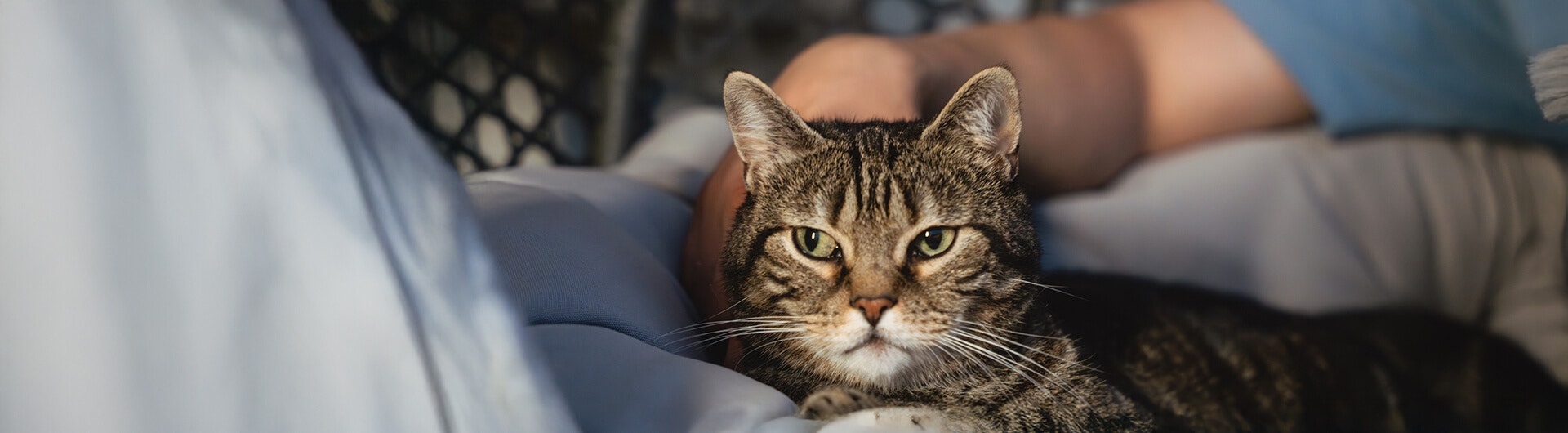 chat en colère qui ne ronronne pas