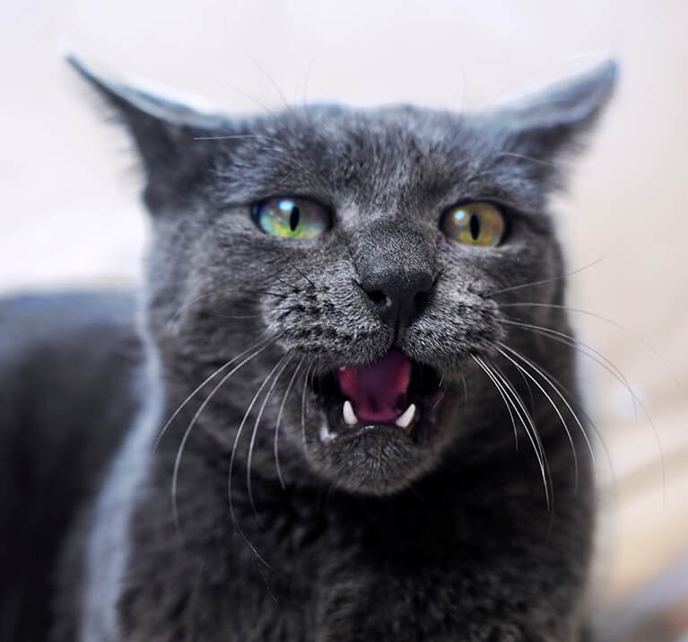 un chat qui grogne
