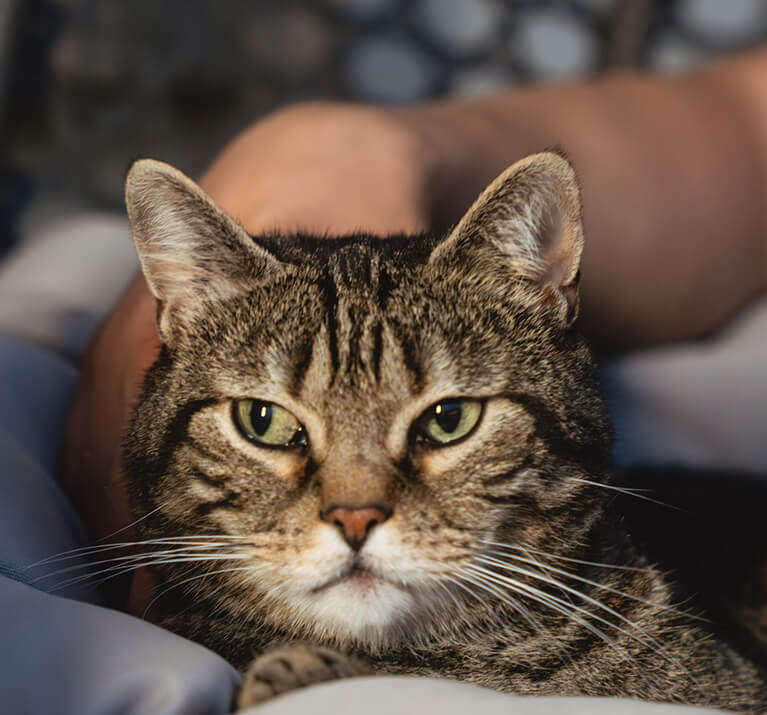 chat en colère qui ne ronronne pas