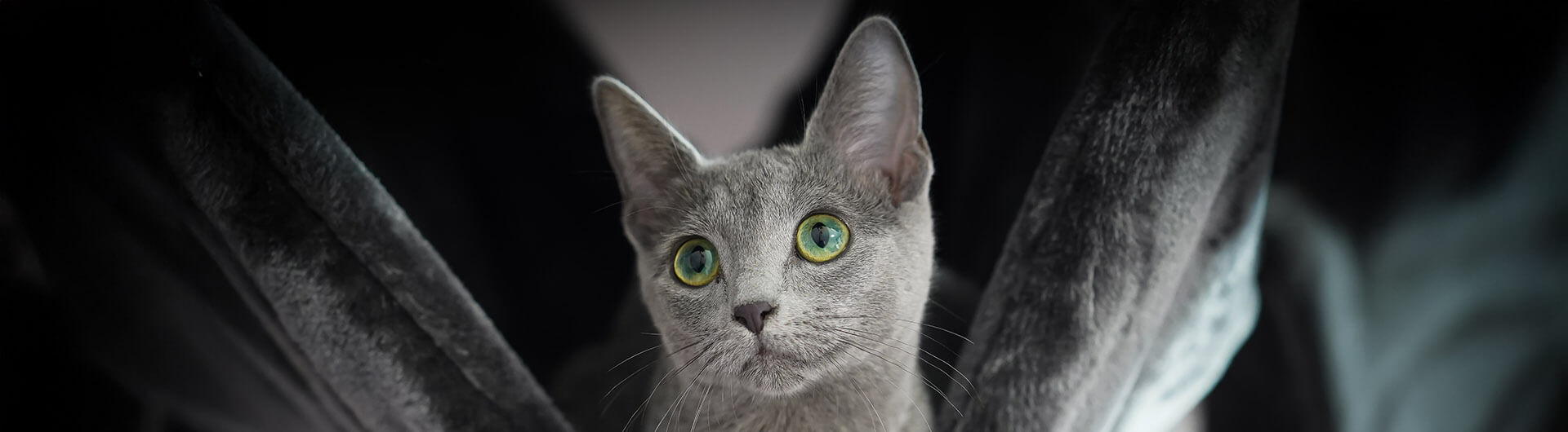 mignon chat bleu russe gris