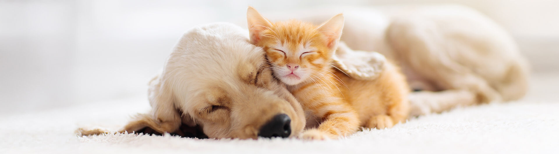 Chat et chien dormant ensemble